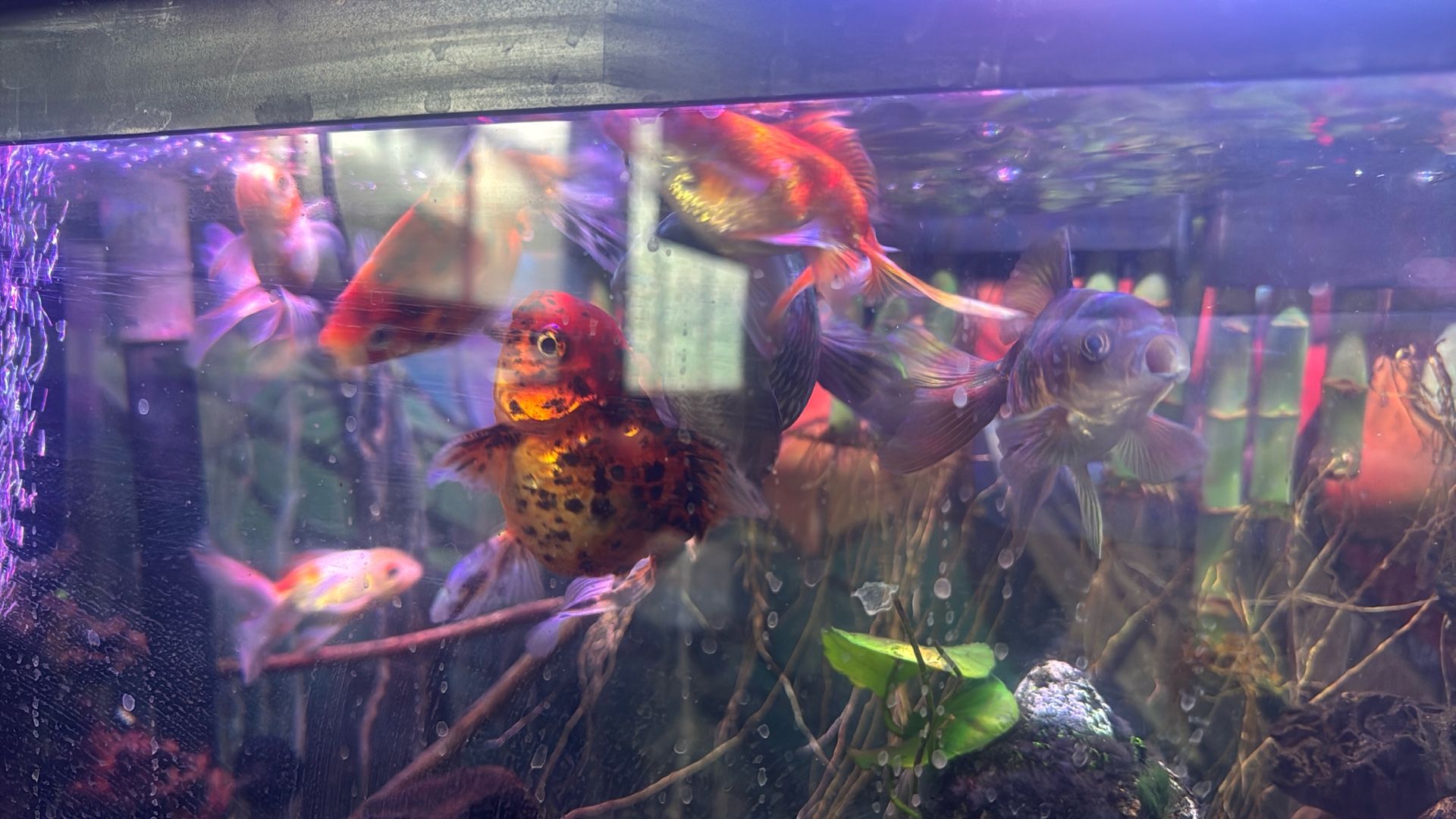 Fish, Tanks, Equipment, Etc