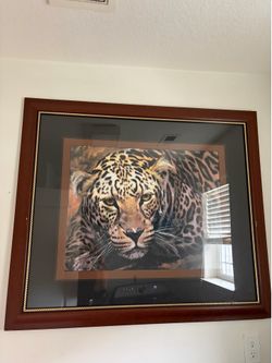 Cheetah pictures