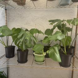 Monstera Plants 