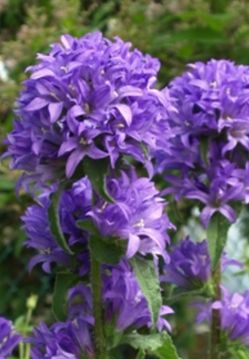 Purple flowers
