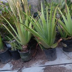 Aloe Vera Plants 
