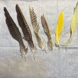 Cockatiel Flight And Tail Feathers