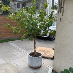 Hibiscus Tree