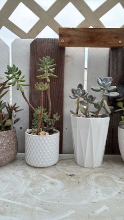 Potted succulents