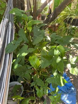 Planta grande de sombra