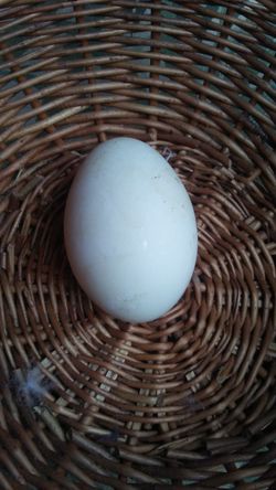 Goose Eggs