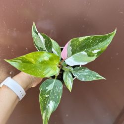 4” White Princess W/ Pink