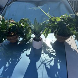 Fake Plants All $25