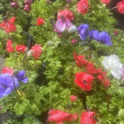 🦋🐝🌺🌼🌺🐝🦋 Flowering Perennials