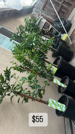 Lemon,Guava , Mandarina , Naranja Tree
