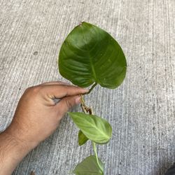 philodendron fuzzy petiole