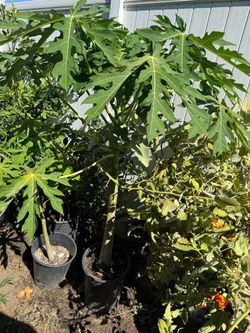 Papaya tree 🌴
