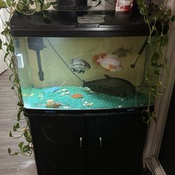 Fish Tank 