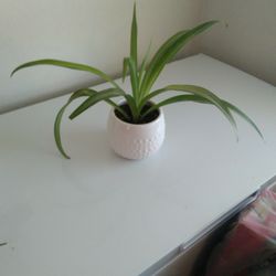 Spider Plant 