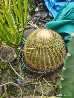 Big golden barrel cactus plant