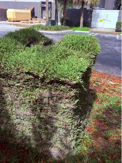 Fresh Sod