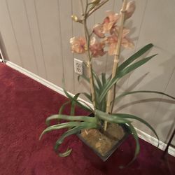Tall silk orchid plant , others listed 