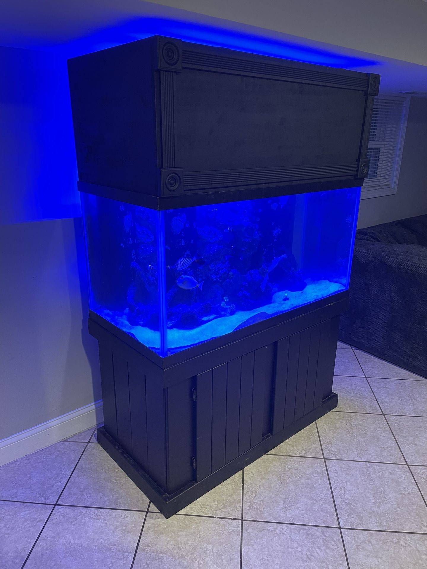 Saltwater Fish Tank