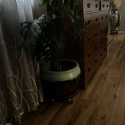 Monstera Plant With Beautiful Pot.