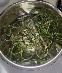 Spider Plant Babies