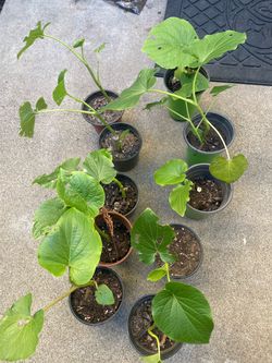 Hierbasanta, Momo, acuyo, Homeoquelite, organic root beer)