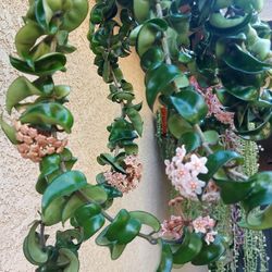 Blooming Hoya Hindu Rope Compacta Plant $150