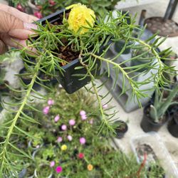 Plantas De Chismes