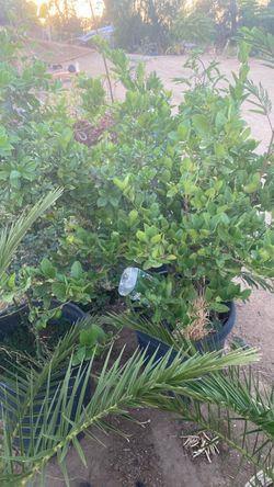 Limon mexicano