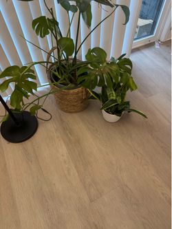 Plants