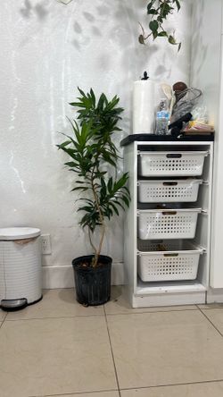 Low maintenance and low light house live plant available dracaena pleomele