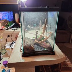 Small Tank For Scorpion, Lizard Or Tarantual