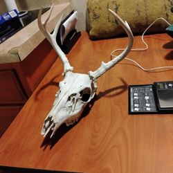 Deer Skull And Antlers 
