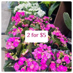 Plants (3”baskets with plants🌿2 for $5)first come/no holds)Pls read⬇️