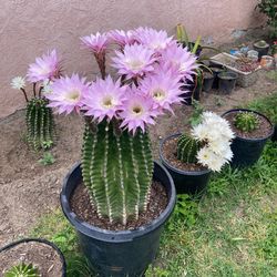 Cacti Plant