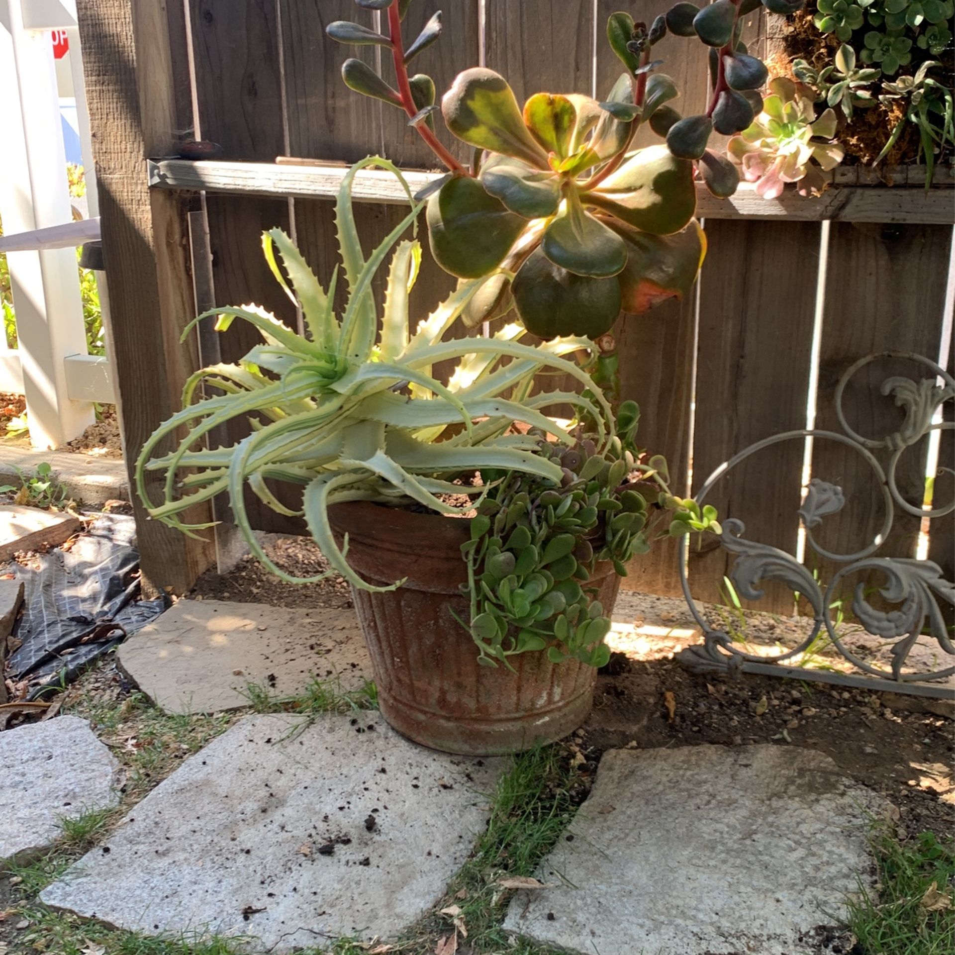 Exótico Succulent Plan