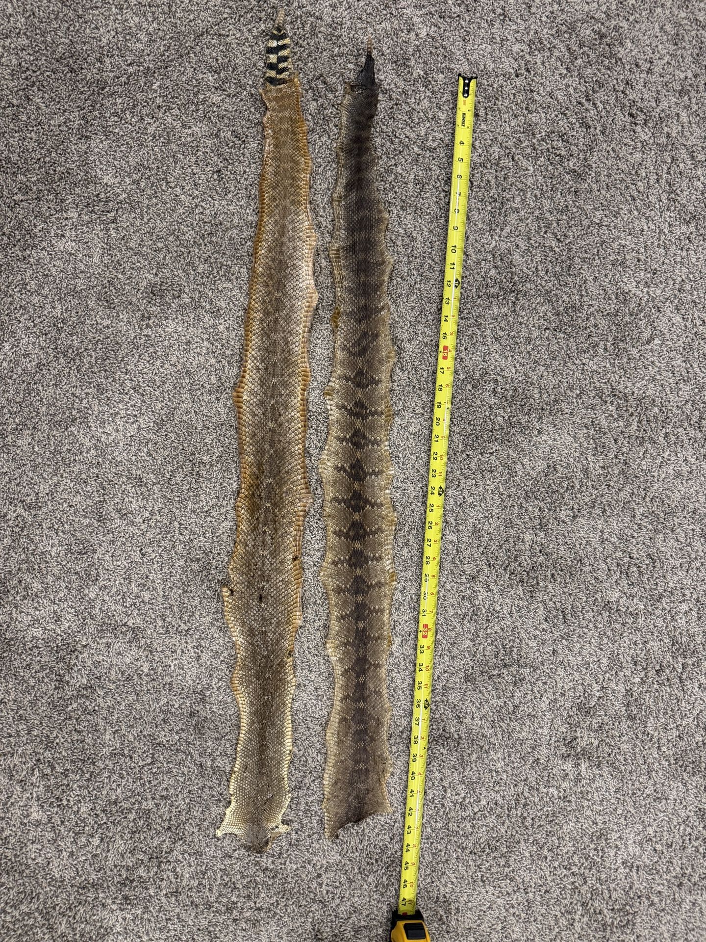 Rattlesnake Skins