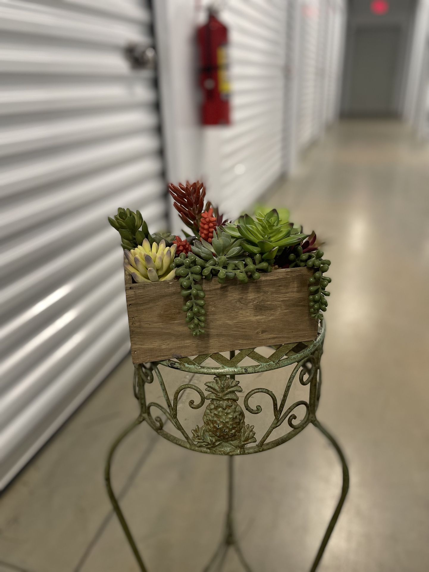 Plant( Stand not included)