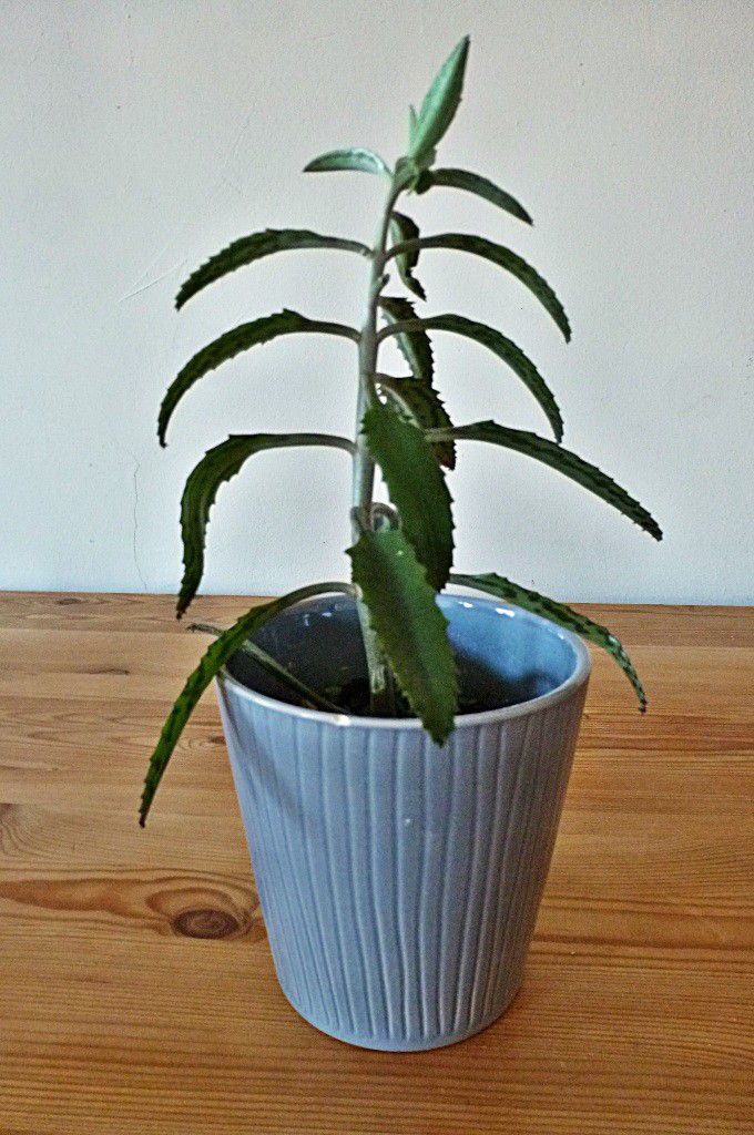 Healthy Mother of Thousands Plant in Gray Ceramic Pot 