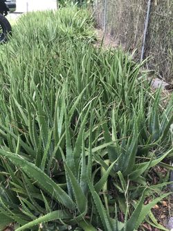 Aloe plants