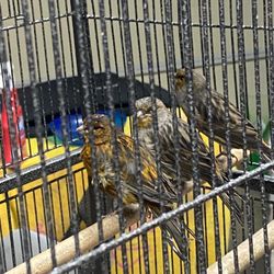 Canary Birds 14-18 Months  And Their Cage