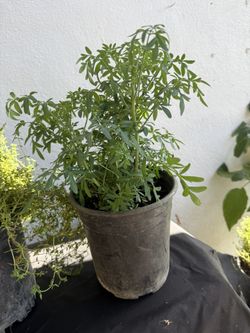 plantas de ruda  y menta  en vallejo 