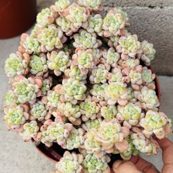 Pink Echeveria Clavatum