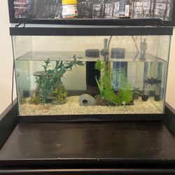 10 Gallon Fish Tank
