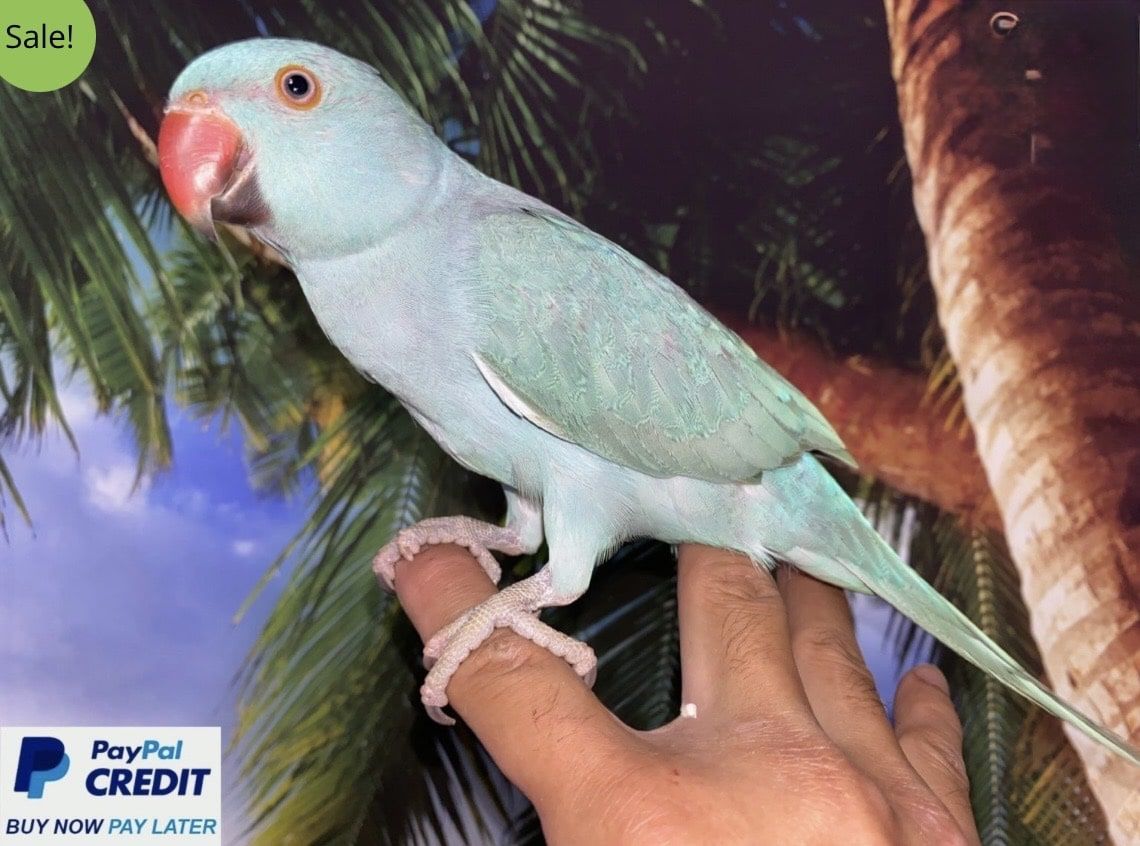 Blue Indian Ringneck for sale