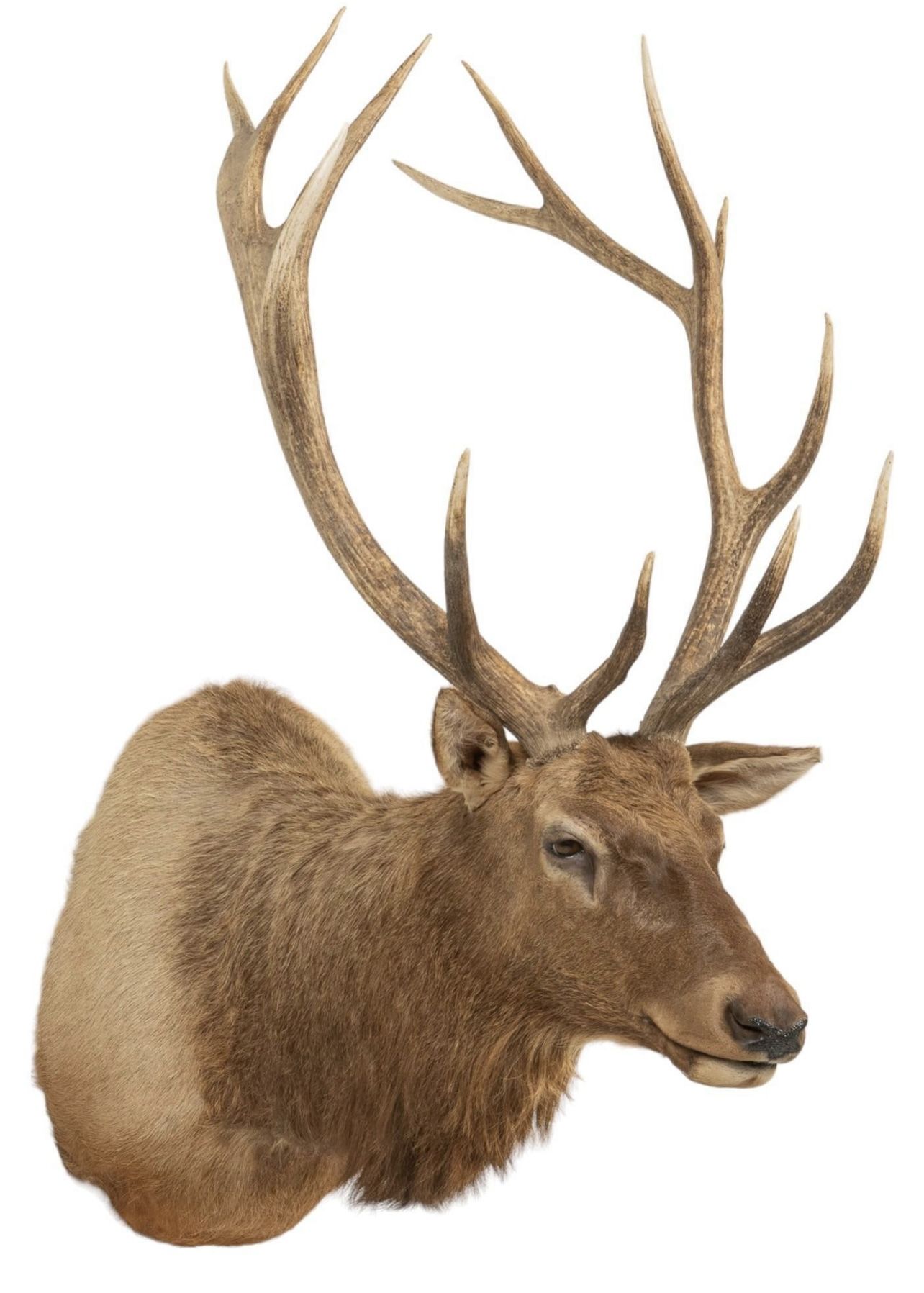 Elk Shoulder Mount, Taxidermy