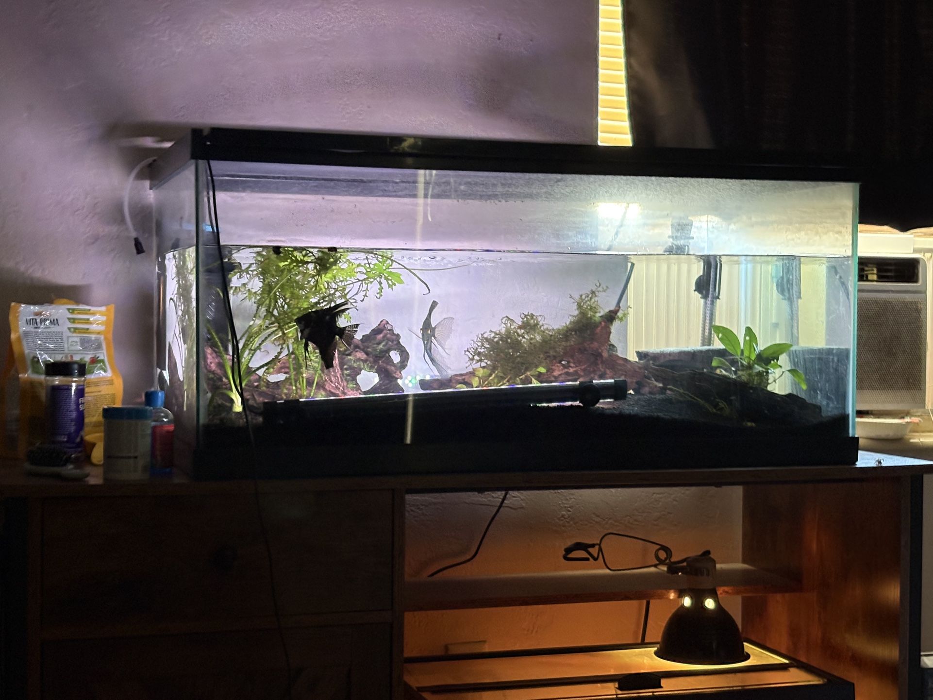 50g Fish tank