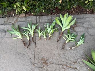 Succulents For Sale