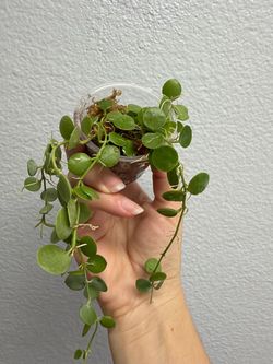 Dischidia nummularia x unknown
