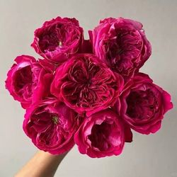 🌹 Rouge Royale® Rose – 5 Gallon | $68 🌹