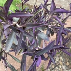 Large Purple Heart Plants In 12” Pot